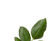 Зеленые и травянистые