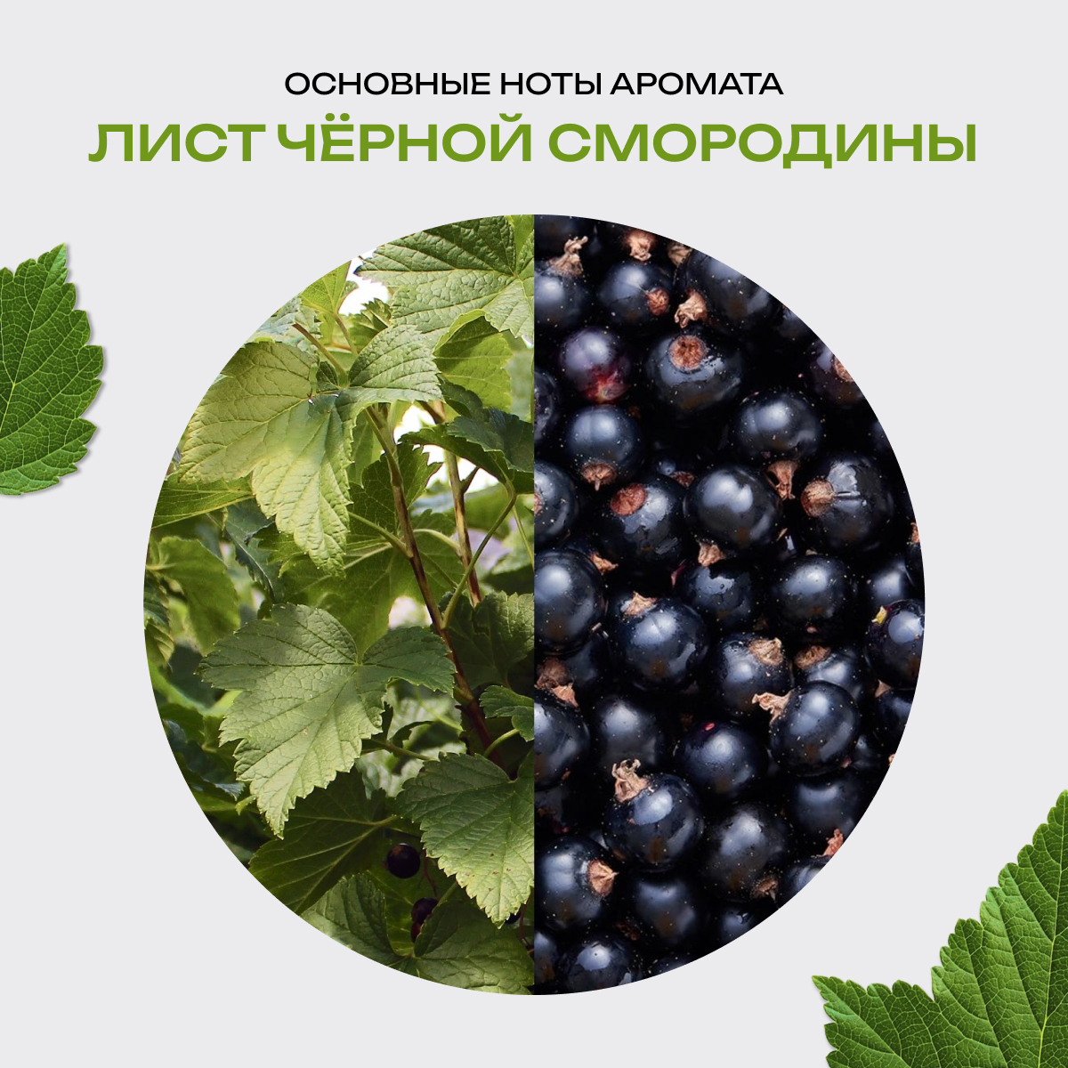 Купить Набор Лист чёрной смородины + Булочка с корицей 2 шт. х 10 мл по ...